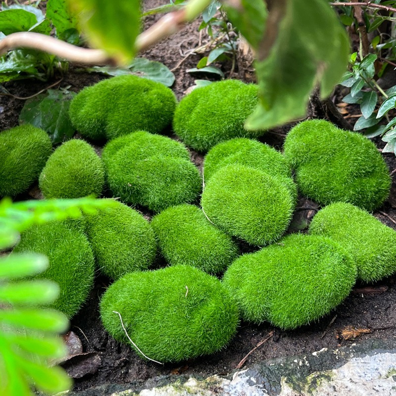 5/30 Stück Simulierte Moosstei – Bonsai Rock Garden Bewertung und Preis