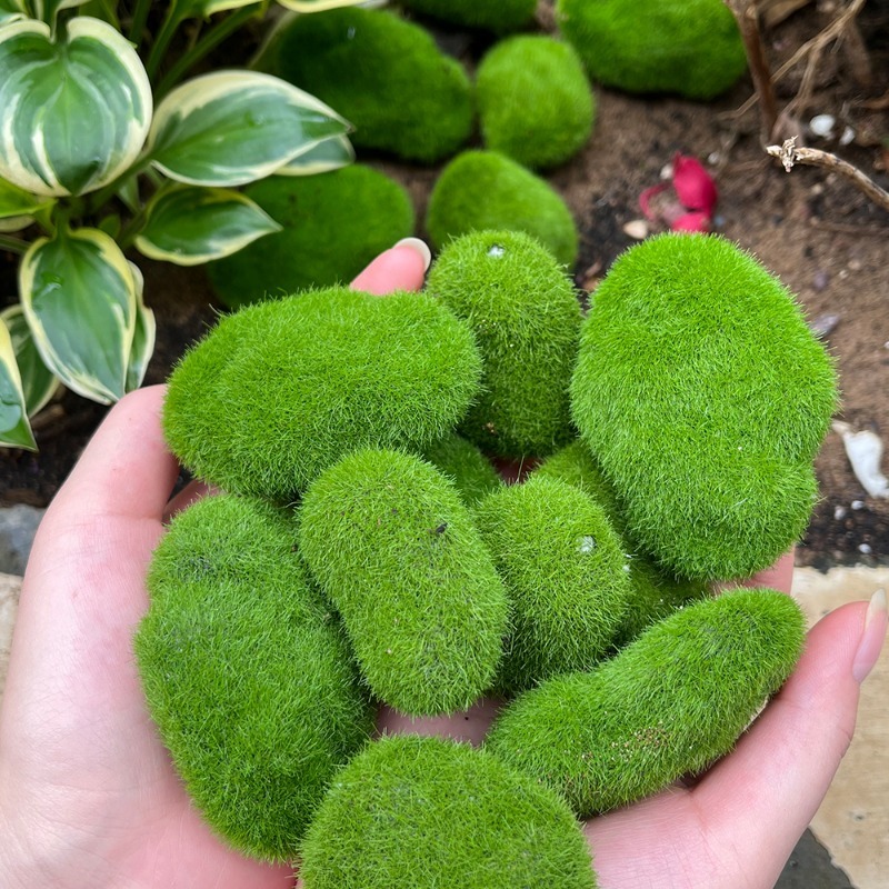 5/30 Stück Simulierte Moosstei – Bonsai Rock Garden Bewertung und Preis