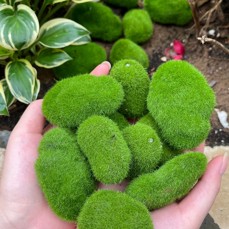 50/5 Stück Künstliche Schaumst – Bonsai Rock Garden Bewertung und Preis
